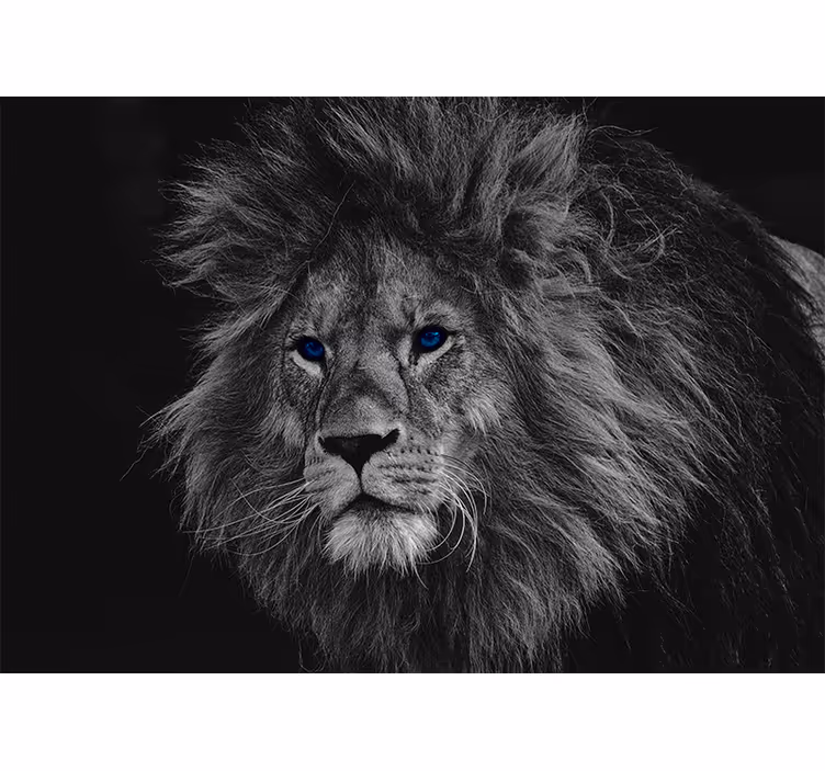 Blind grey blue eyed lion - TenStickers