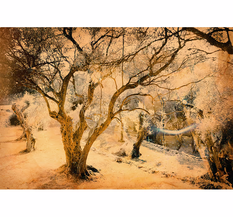 Blind beige idyllic and beautiful olive grove - TenStickers