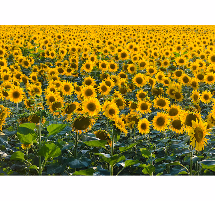 Huge sunflower field wall mural - TenStickers