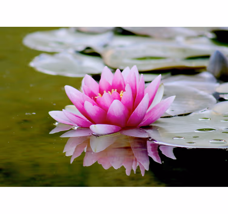 Graceful Pink Lotus flower wall mural - TenStickers