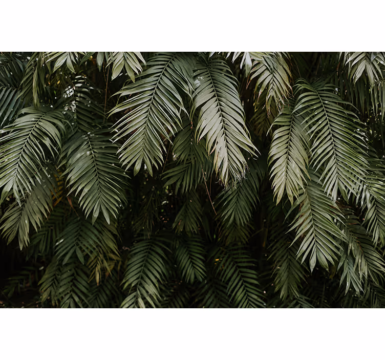 Green palm tree leaves nature wall mural - TenStickers