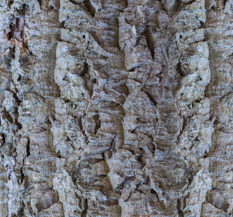 Bark Texture wood effect wallpaper - TenStickers