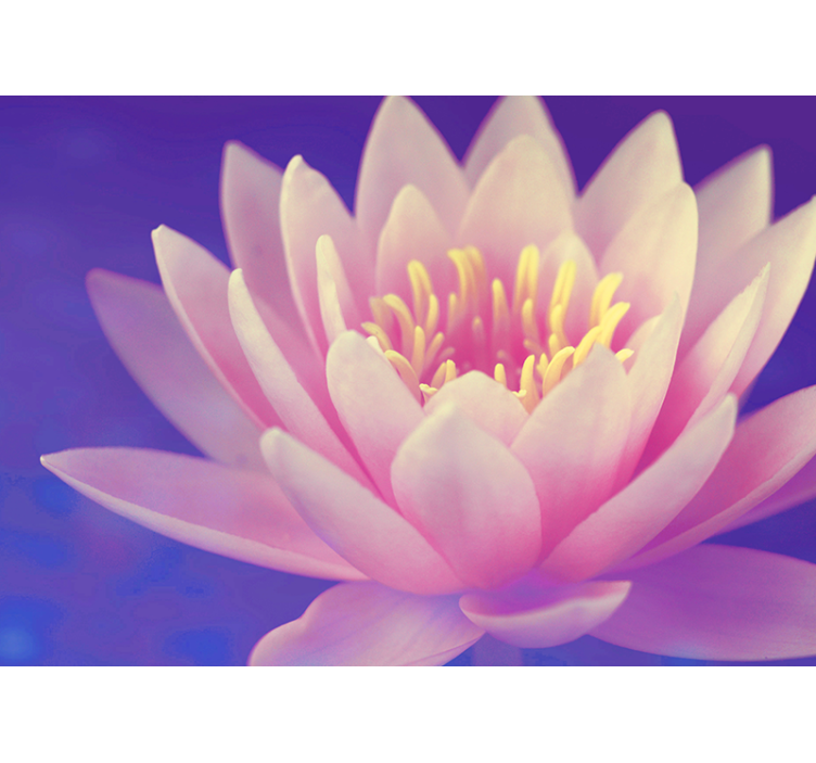 Blind kitchen pink lotus flower - TenStickers