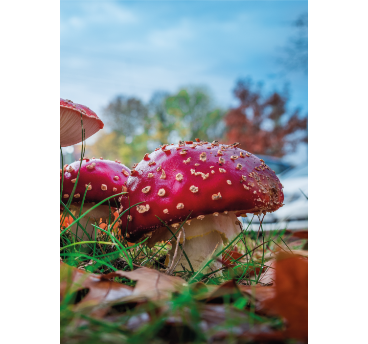 Vibrant Red Mushrooms blind flowers and plants - TenStickers