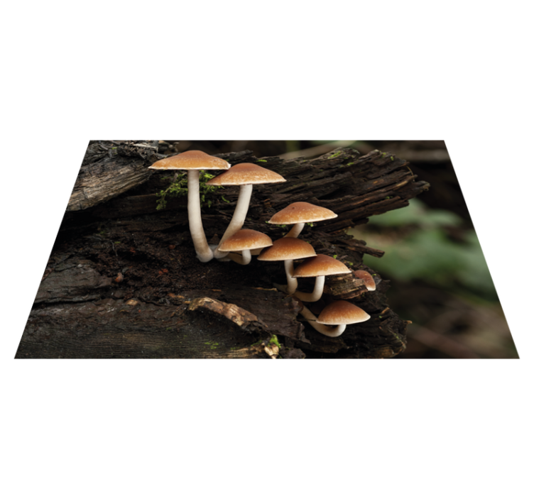 Original placemats mushroom cluster portrait - TenStickers