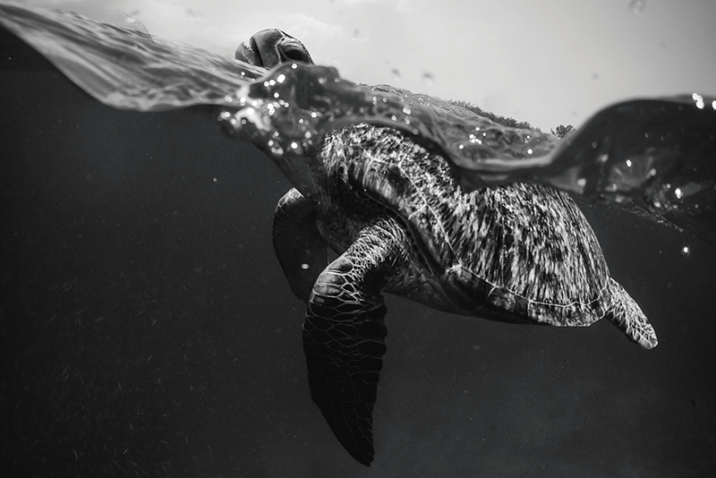 Textured placemats turtle underwater scene - TenStickers