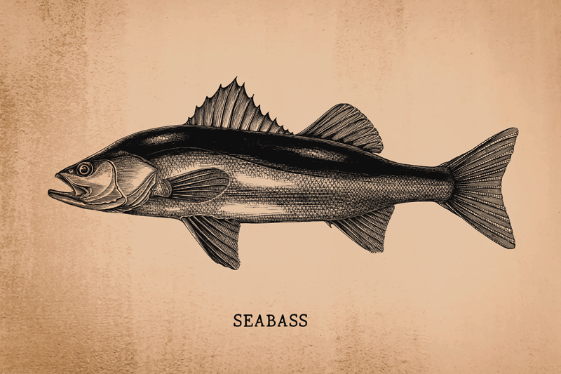 Original placemats seabass fish design - TenStickers