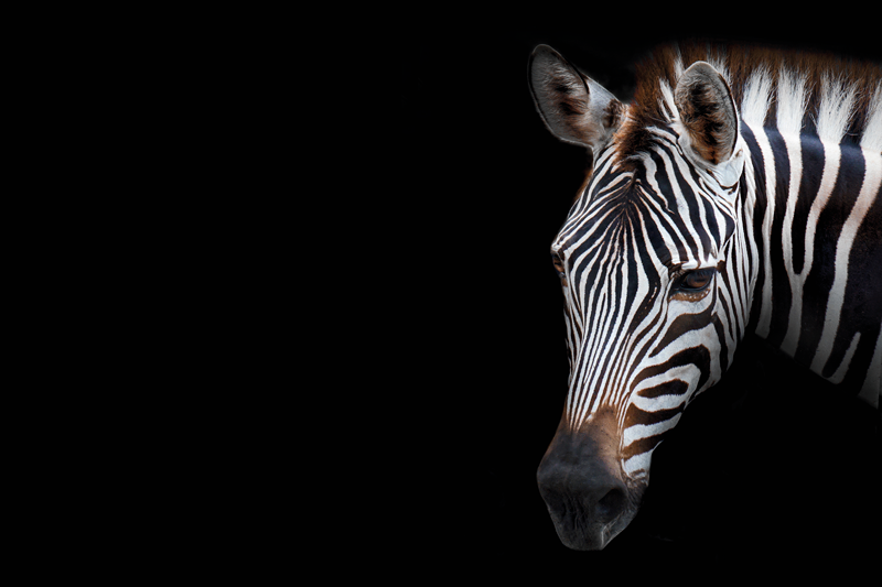 Original placemats zebra head detail - TenStickers