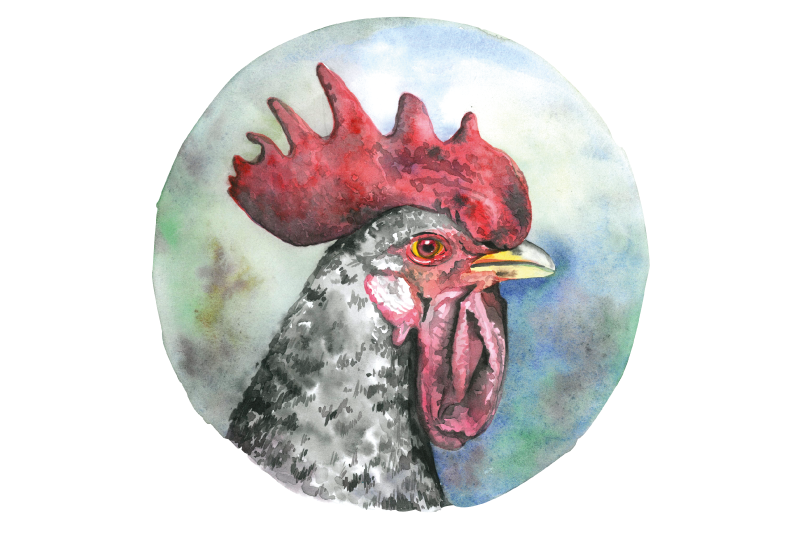 Original placemats colorful rooster portrait - TenStickers