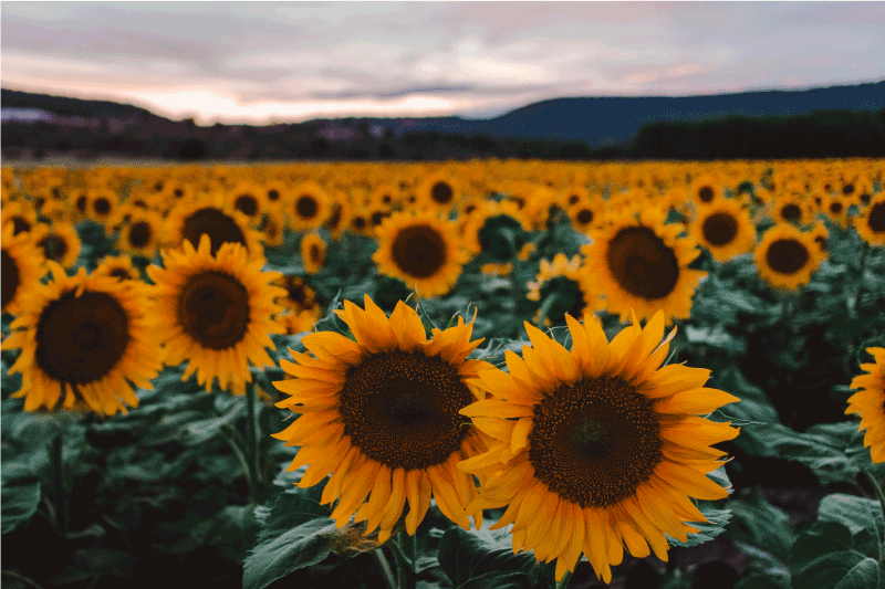Original placemats sunflower field scene - TenStickers