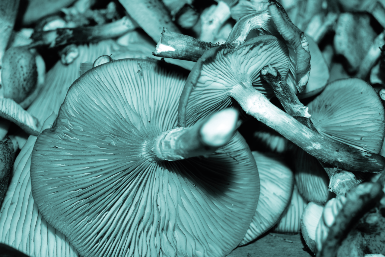 Textured placemats mushroom close-up - TenStickers