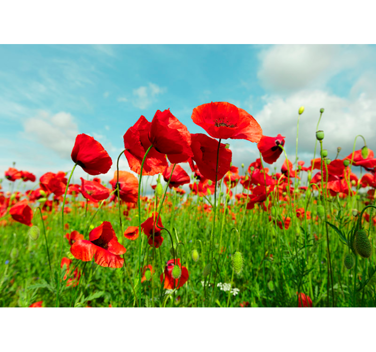 Huge poppy field Poppy Wall Mural - TenStickers