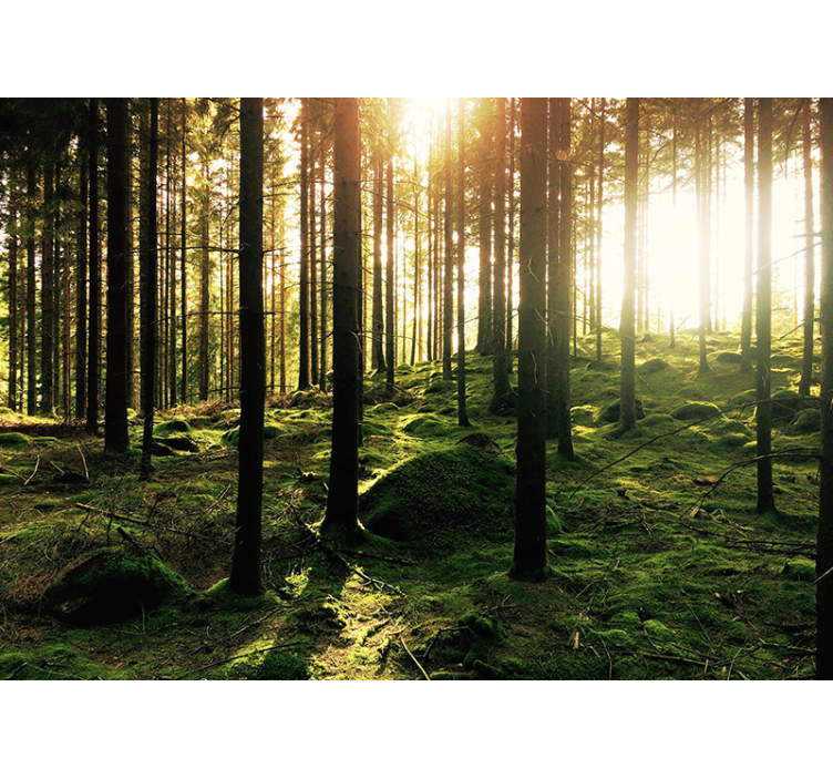 Hideout in the forest living room wallpaper - TenStickers