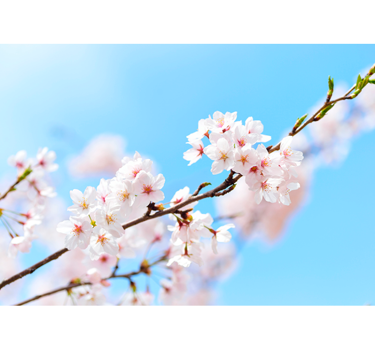 Flower wall mural cherry blossom branch - TenStickers