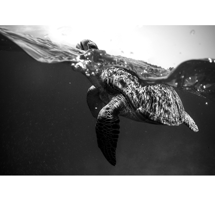 Black and white turtle swimming wall mural - TenStickers