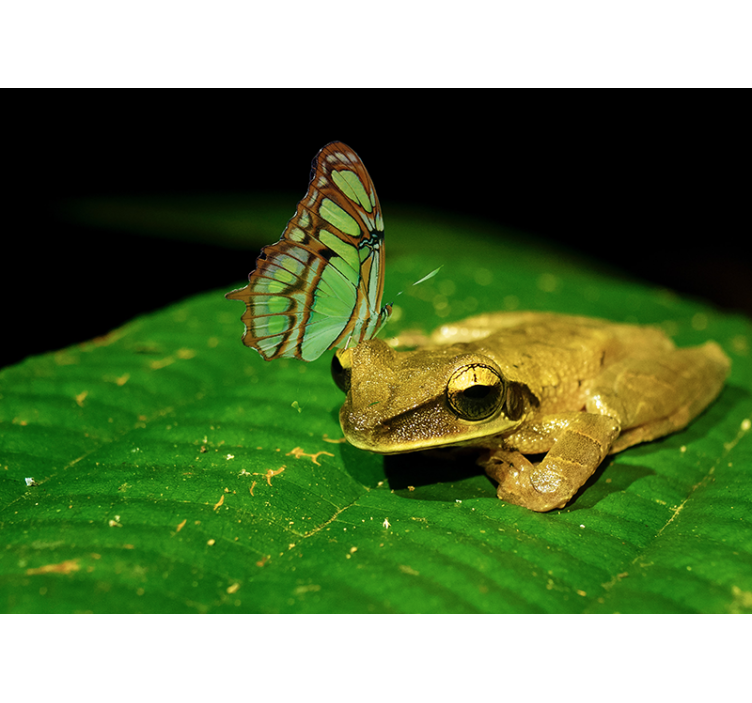 Frog And Butterfly animals wall mural - TenStickers