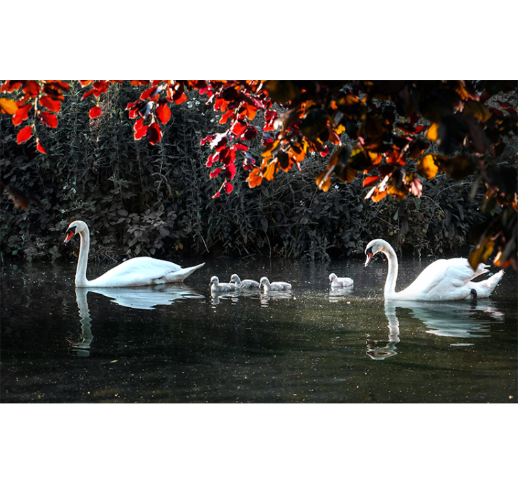 Animals wall mural elegant swan family - TenStickers