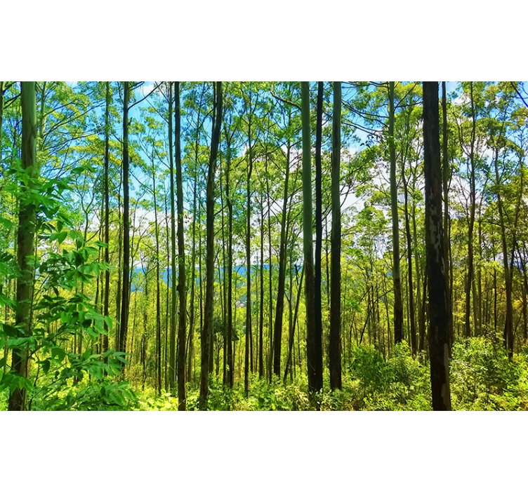 Wall mural nature tall green trees - TenStickers