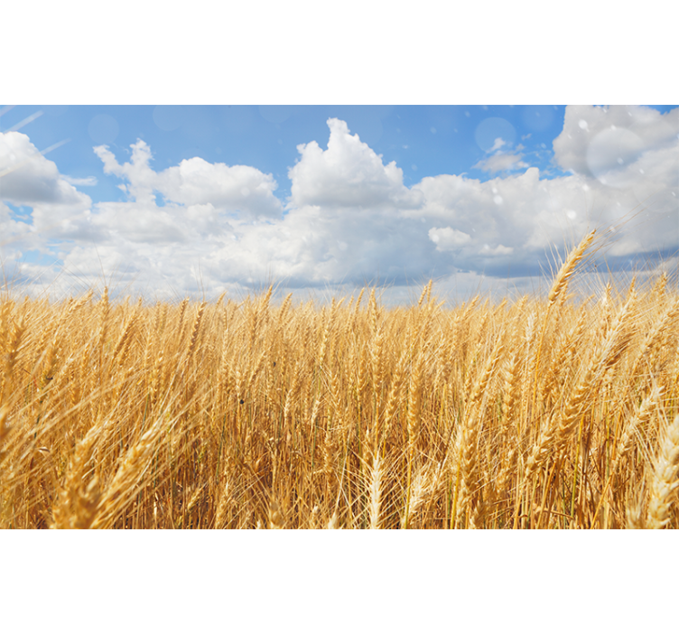 Golden Wheat Field wall mural nature - TenStickers