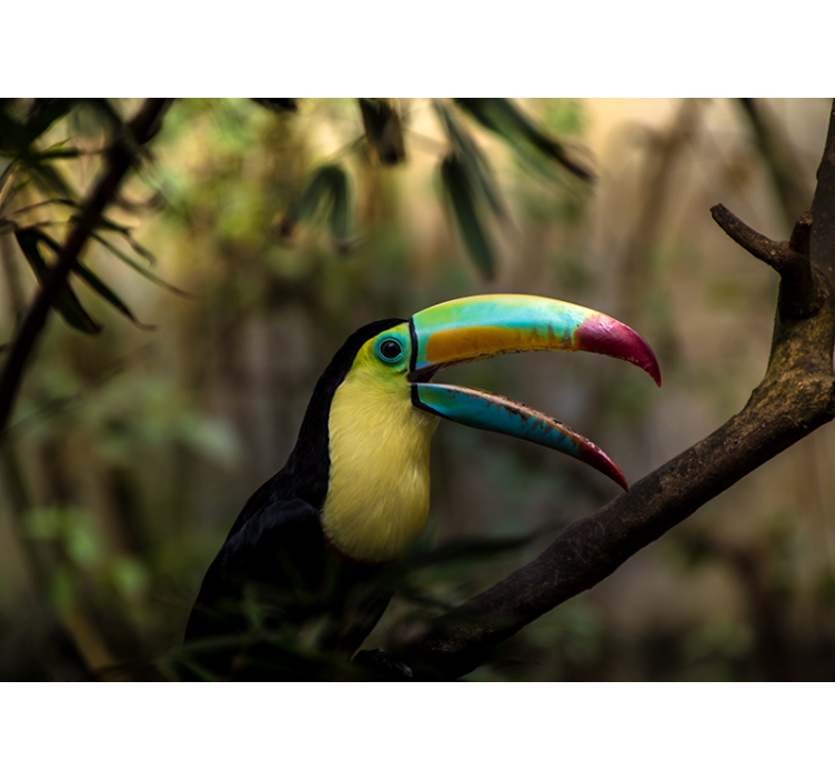Animals wall mural colorful toucan portrait - TenStickers