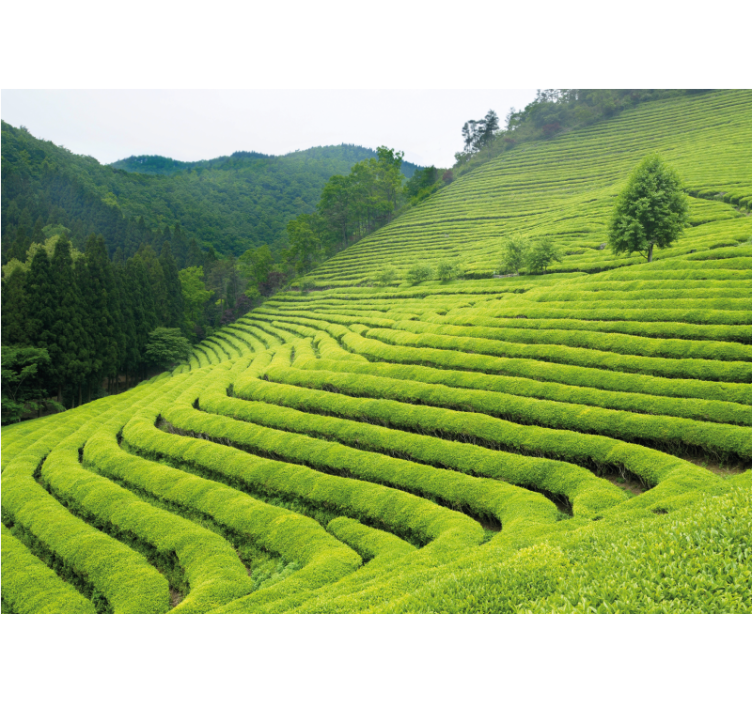 Korean tea field nature wall mural - TenStickers