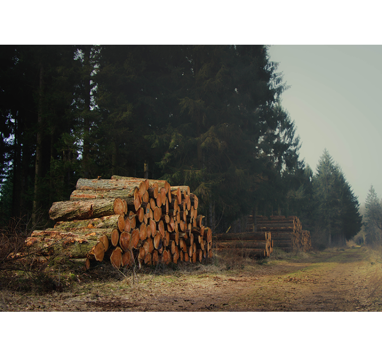 Wood Piles In Woods forest wall mural - TenStickers