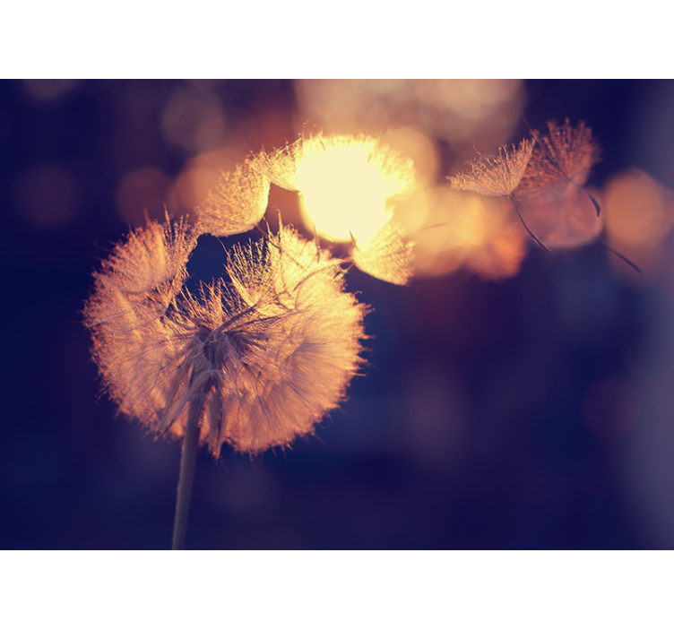 Dandelion Fluff Glow poppy wall mural - TenStickers