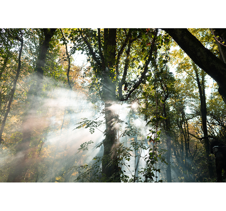 Tranquil Woodland Ambiance forest wall mural - TenStickers