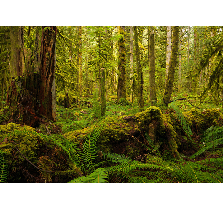 Vibrant Woodland Scenery forest wall mural - TenStickers