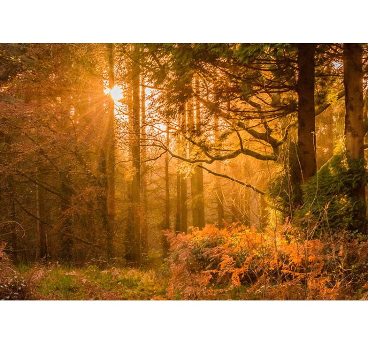 Illuminated Woodland Landscape wall mural nature - TenStickers