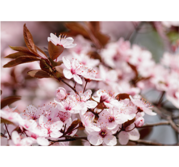 Cherry Blossom Elegance flower wall mural - TenStickers