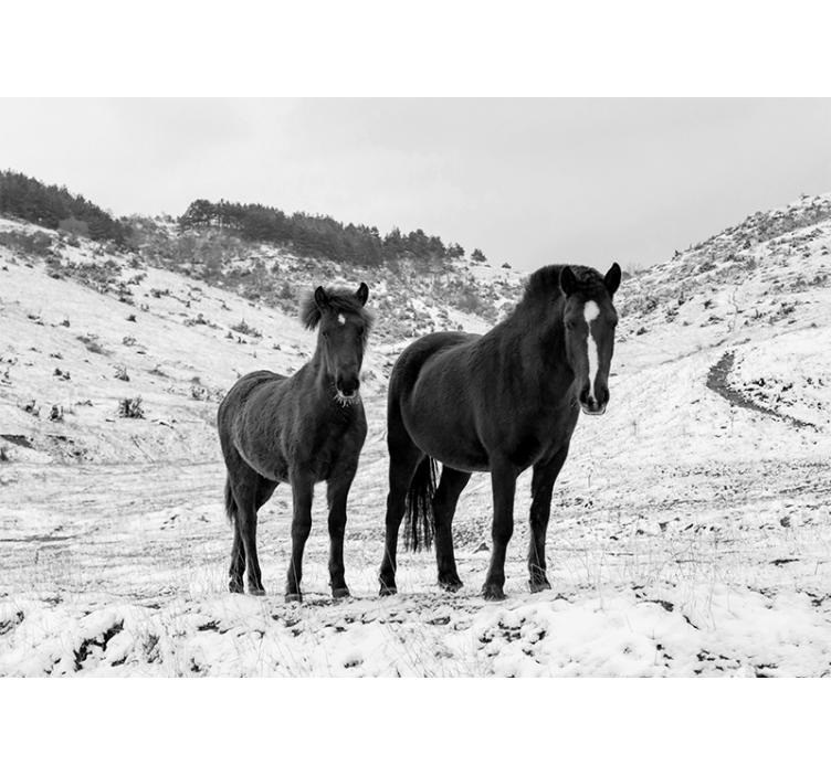 Animals wall mural majestic black horses - TenStickers