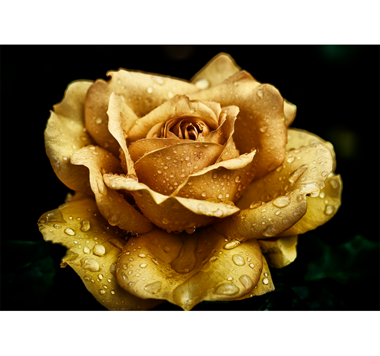 close up golden rose rose wall mural - TenStickers