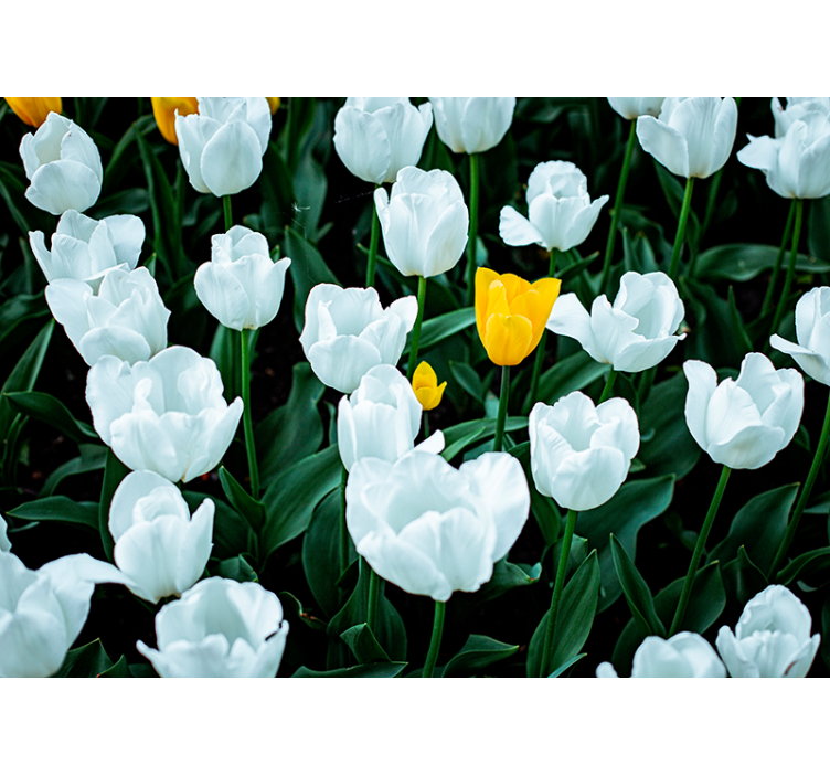 Beautiful white tulip wall mural - TenStickers