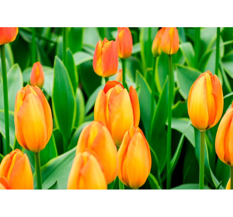 Tulips wall mural abundant tulip blooms - TenStickers
