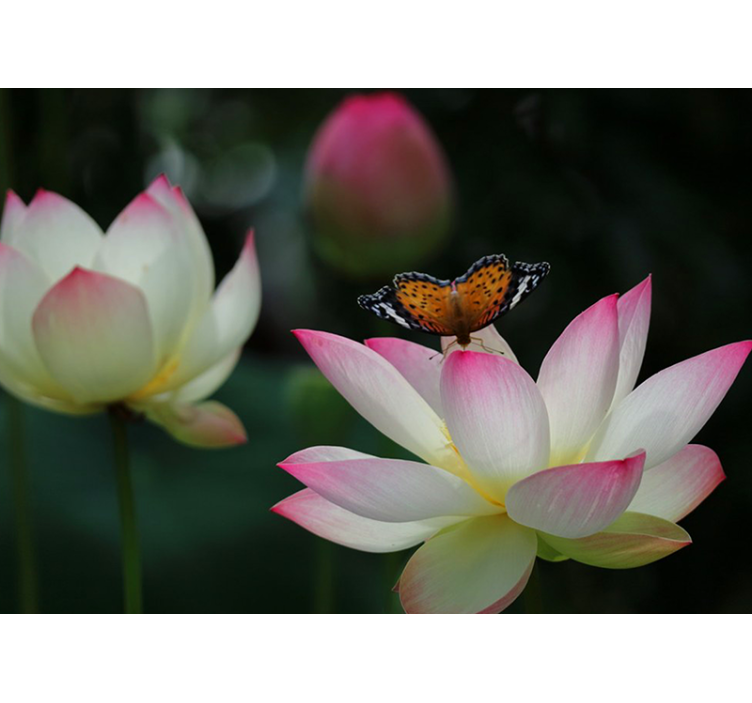 Elegant Lotus Blossom flower wall mural - TenStickers