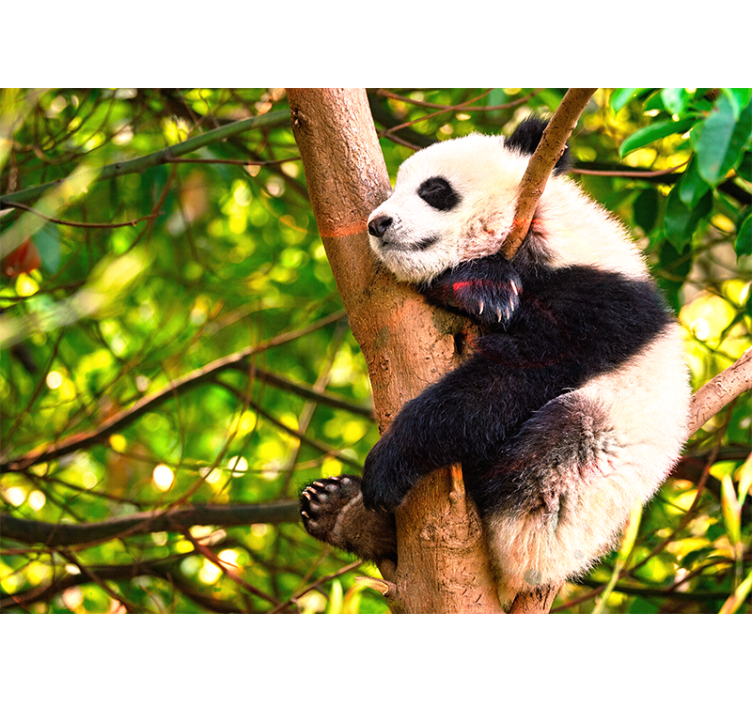 Relaxing Panda Cub animals wall mural - TenStickers