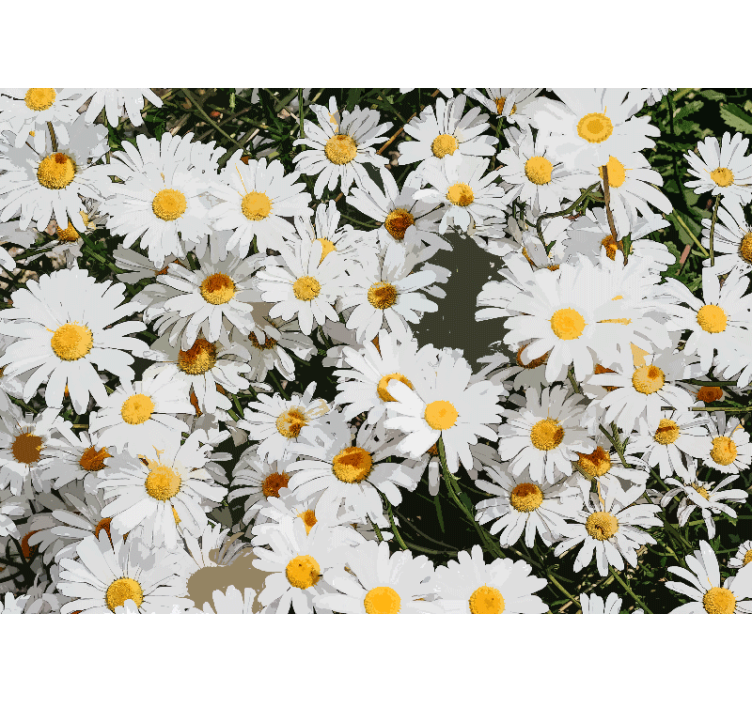 Flower wall mural daisy blossom meadow - TenStickers