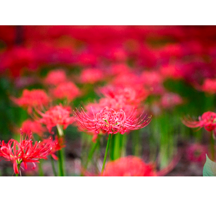 Red spider flowers wall mural - TenStickers