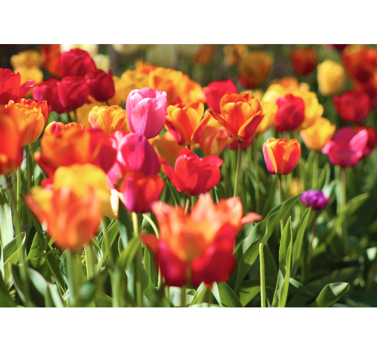 Flower wall mural vibrant tulip field - TenStickers