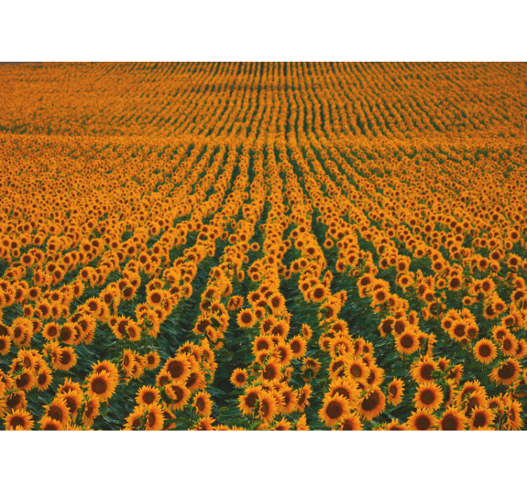Flower wall mural sunflower meadow - TenStickers