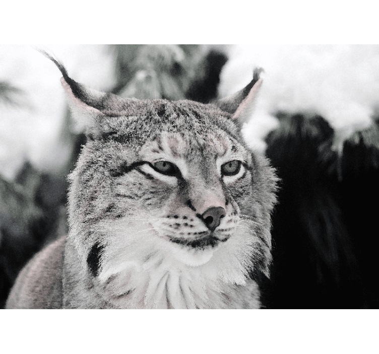 Animals wall mural lynx with intense gaze - TenStickers