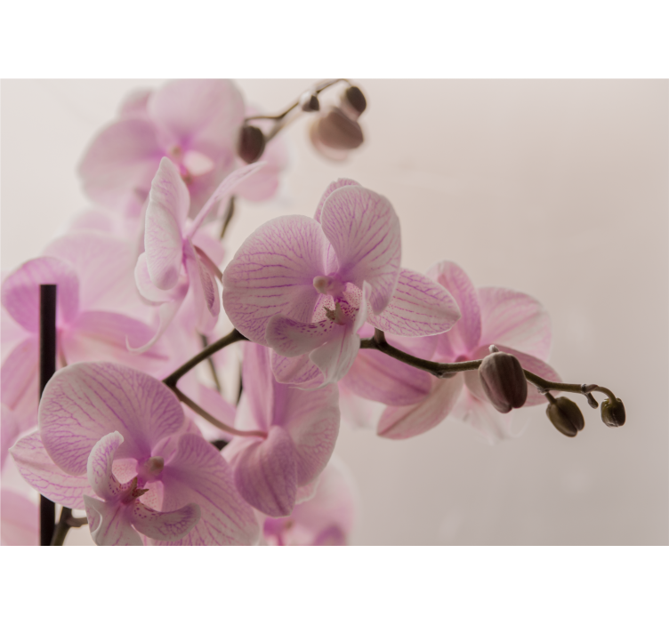 Orchid design Marriage Wall Murals - TenStickers