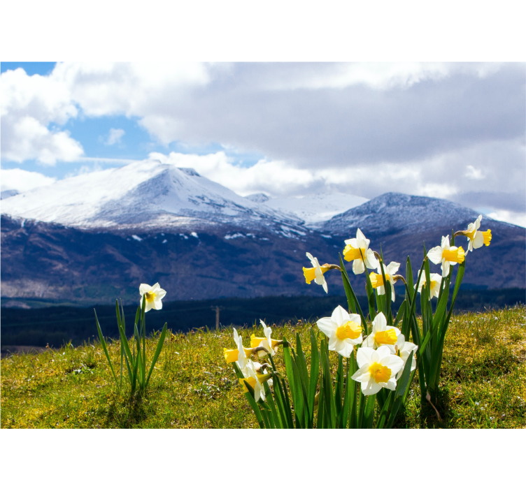 Flower wall mural daffodils on mountains - TenStickers