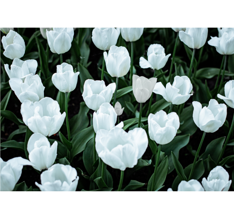 Flower wall mural elegant white tulips - TenStickers