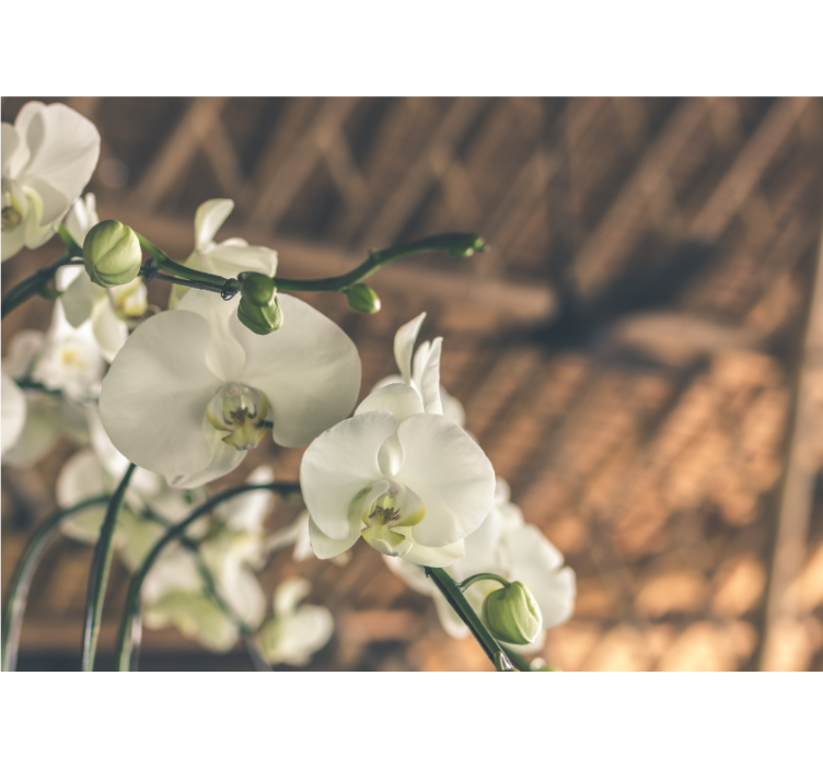 Orchid wall mural elegant orchid blooms - TenStickers