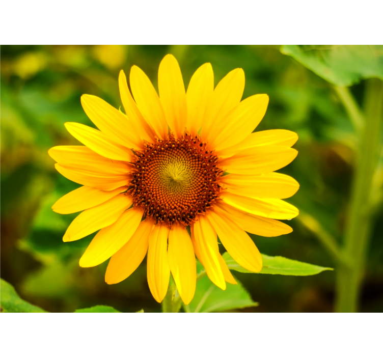 Vibrant sunflower bloom flower wall mural - TenStickers