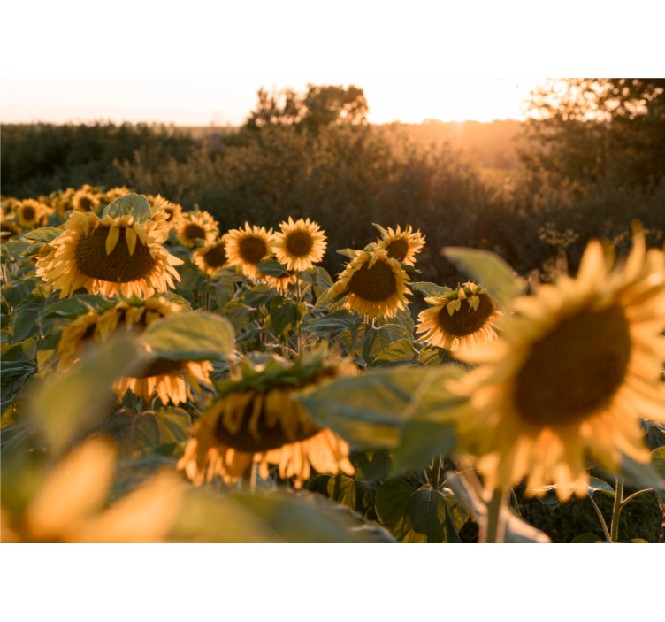 Flower wall mural sunflower field serenity - TenStickers