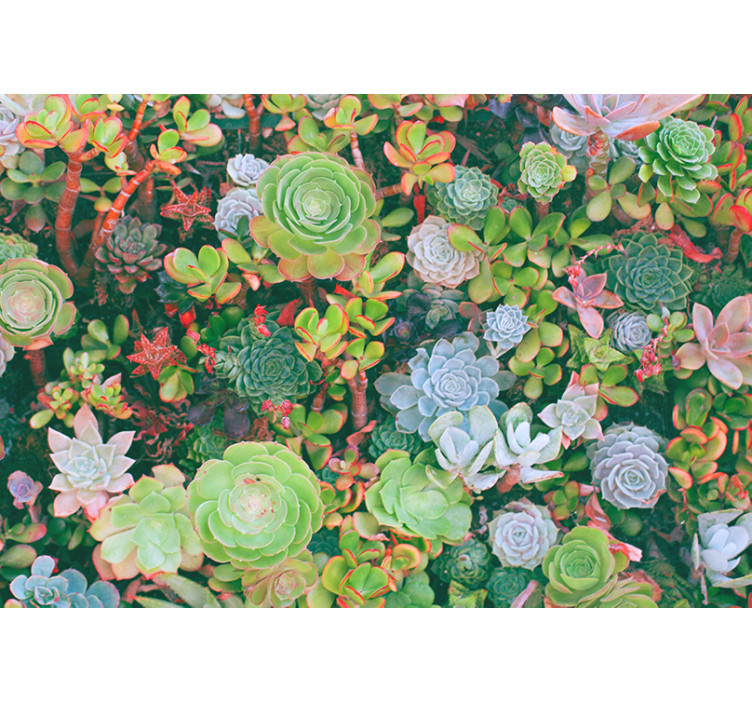 Flower wall mural succulent garden flora - TenStickers