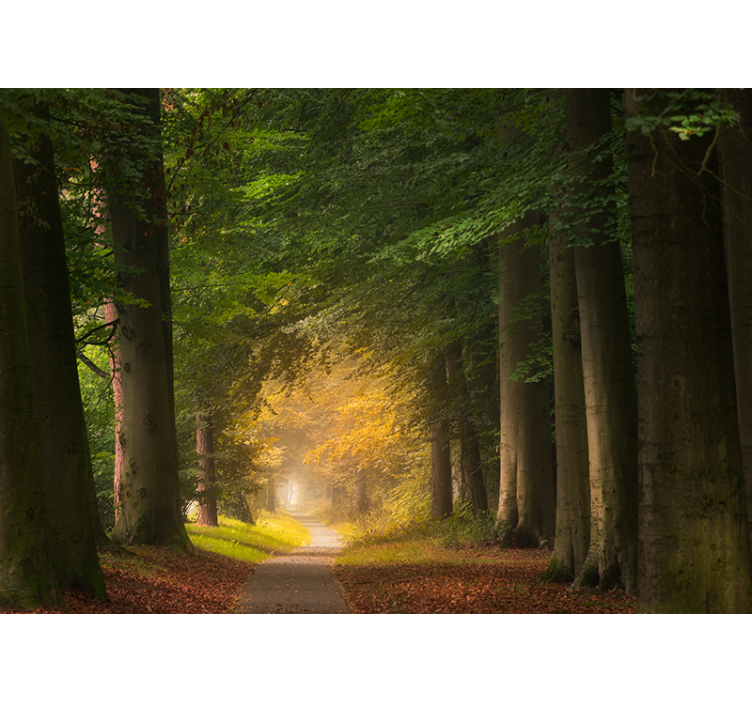 Wall mural nature forest pathway scene - TenStickers